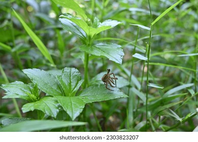 A lifeless spider's body hangs under a Singapore daisy leaf (Sphagneticola Trilobata) - Powered by Shutterstock