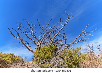 A lifeless tree.
