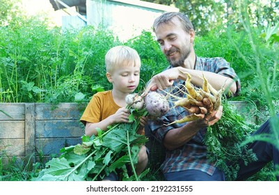 Lifestyle Photo Family Picking Seasonal Vegetables Carrots And Turnips From Local Garden. Father And Son Harvesting Crops Together. Sustainable Living, Permaculture, Homesteading.