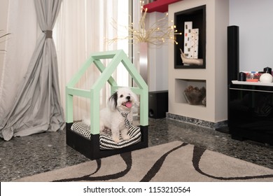 Lifestyle Shot Of Modern Wooden Dog House