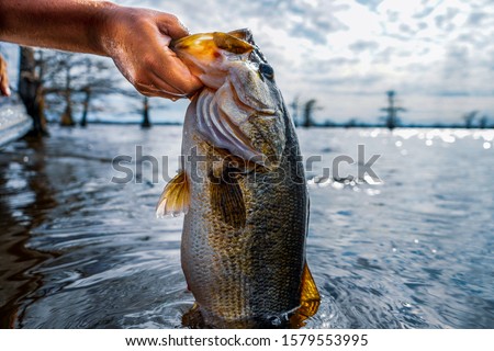 Lifting huge largemouth bass out of lake. 