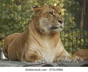 320 Liger Images, Stock Photos & Vectors | Shutterstock