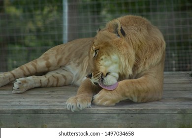 Liger cleaning his paws during the daytime