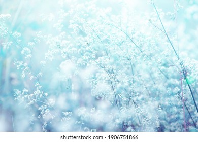 Light Airy Spring Summer Natural Background In Blue Tones With Blurred Focus. Wild Grass Sways In Wind In Nature Outdoors Close-up.