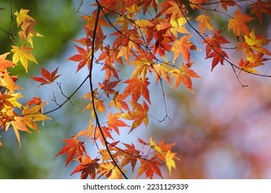The light of an autumn day and maple leaves 