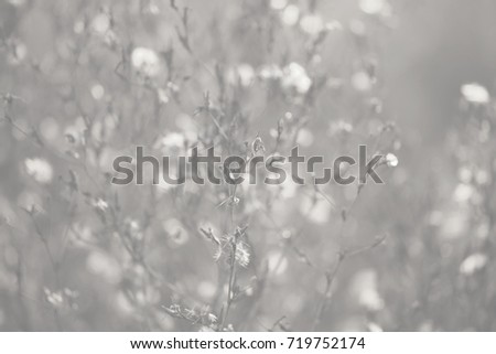 Similar – Image, Stock Photo nature Nature Plant Garden