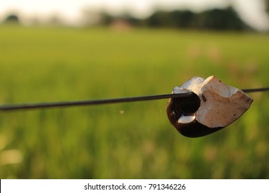 Light barbed wire 