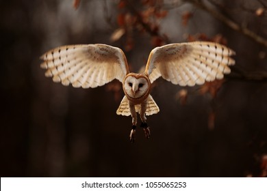 light barn owl is flying from dark woods