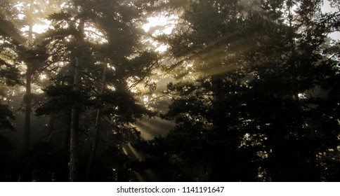 
light beam between trees