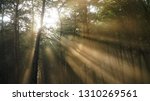 Light Beam in the Trees
