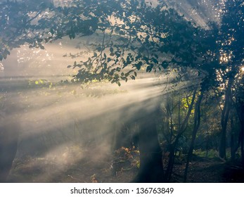 Light Beams Through Trees And Mist In New Forest, UK.