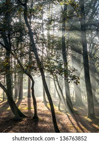 Light Beams Through Trees And Mist In New Forest, UK.