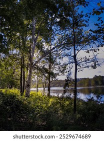 Light beeming through the trees