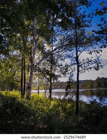 Light beeming through the trees