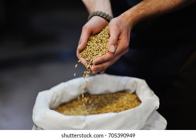 Light beer malt close-up in male hands. Brewing.Closeup view of Pale Pilsener Malt Grains in hands. - Powered by Shutterstock