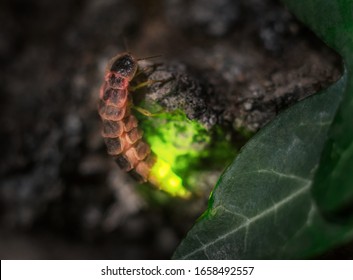 Light beetle female in his own light at dusk