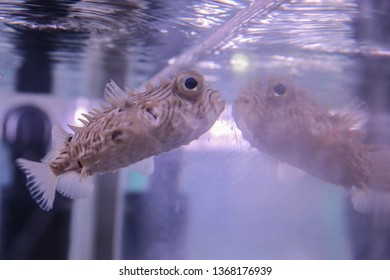Light beige fish with thorns and large eyes swims near the glass aquarium