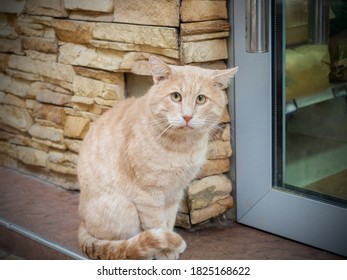 Chat Grimace 4 076 Images Photos Et Images Vectorielles De Stock Shutterstock