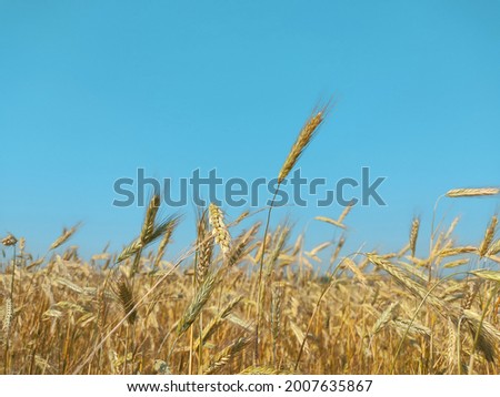 Light beige spikes of wheat in agricultural field under vivid blue sky in sunlight 