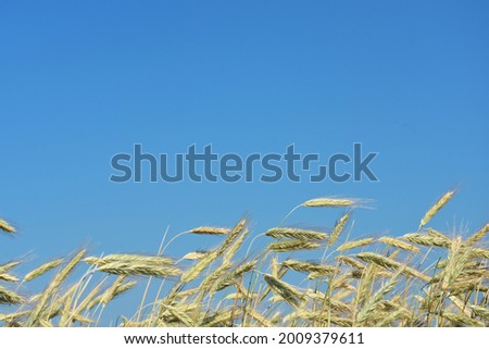 Light beige spikes of wheat in agricultural field under vivid blue sky in sunlight 