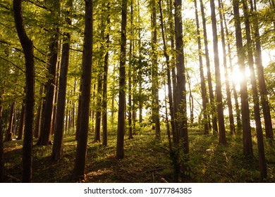 Light between trees and trees , Sunshine on the forest