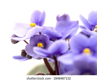 African Violet Images Stock Photos Vectors Shutterstock