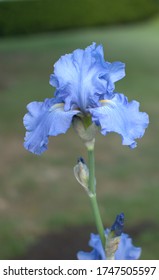 A Light Blue Bearded Iris.
