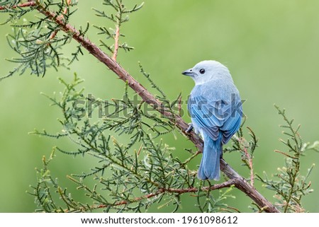A light blue bird sitting on a branch. Blue grey tanager is a beautiful bird, common in Central America countries, such as Costa Rica. Light green background complements the bird's color. Pleasing.