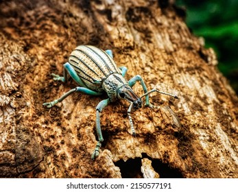 Light Blue Broad-nosed Weevils On Rotting Wood.