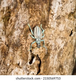 Light Blue Broad-nosed Weevils, Taken From The Upper Angel.