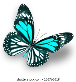 Light Blue Butterfly Flying Isolate On Stock Photo 186766619 | Shutterstock