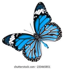 63,946 Blue Orange Butterfly Stock Photos, Images & Photography ...