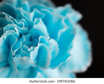 2,055 Light blue carnation Stock Photos, Images & Photography ...