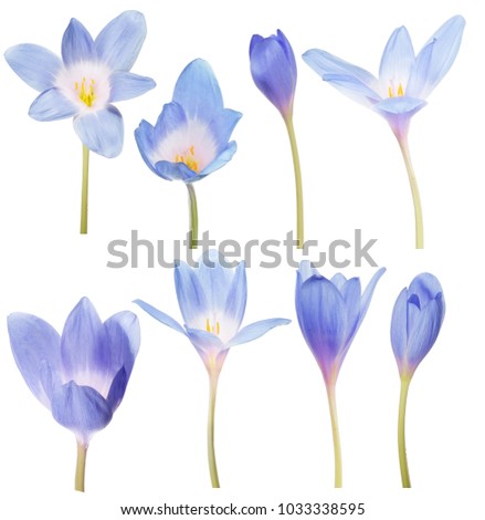 light blue crocus flowers isolated on white background