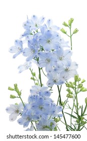 Light Blue Delphinium Isolated On White Stock Photo 145477600 ...