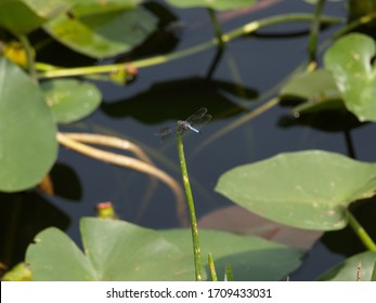 Light Blue Dragon Fly Water Lily In The Pond