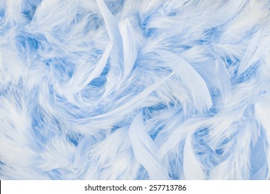 Light Blue Feathers Background