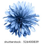 light blue flower on a white  background isolated  with clipping path. Closeup. big shaggy  flower. for design.  Dahlia.