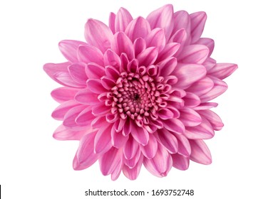 light blue flower on a white background isolated with clipping path. Closeup. big shaggy flower. for design. Dahlia., Chrysanthemum flower