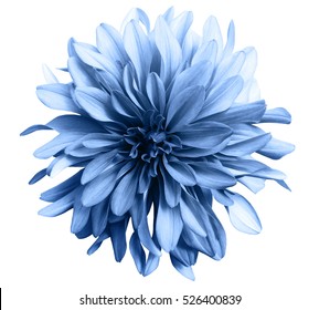 светло-голубой цветок на белом фоне, изолированный с обрезкой траектории. Крупной. большой лохматый цвет. для дизайна. Далия.
