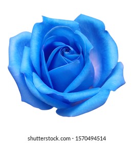 Light Blue Flower Rose Isolated On Stock Photo 1570494514 | Shutterstock