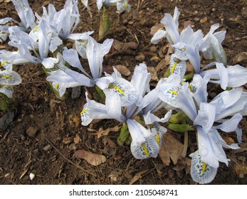 Light blue flowering Barbary nut in spring, Moraea sisyrinchium