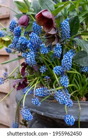 Light Blue Grape Hyacinth Flowers Planted With Purple Hellebore In A Plant Pot