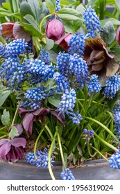 Light Blue Grape Hyacinth Flowers Planted With Purple Hellebore In A Plant Pot