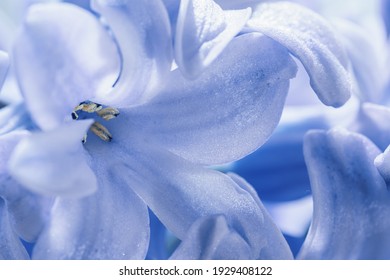 Light blue hyacinth flowers macro shot with blurred background. Soft focus. A fragrant spring bulbous plant. Wallpaper, light background. Close-up, selective focus - Powered by Shutterstock