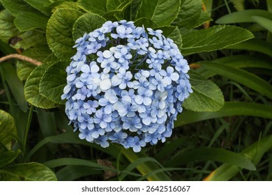 Light Blue Hydrangea in bloom