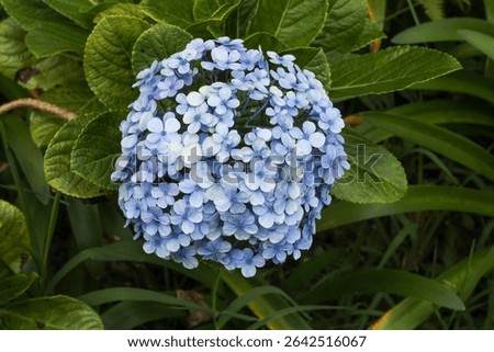 Light Blue Hydrangea in bloom