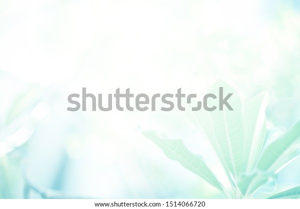 Light Blue Leaf Background Leaf Blurred Stock Photo Edit Now