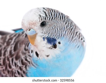 Parrakeets Images, Stock Photos & Vectors | Shutterstock