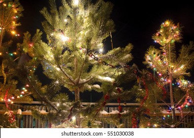 Light Blurred Multicolored Lights On A Real Christmas Tree Outside In The Snow. Bokeh.